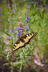 Beautiful butterfly Papilio Machaon sits on a green flower background on a meadow in the wild