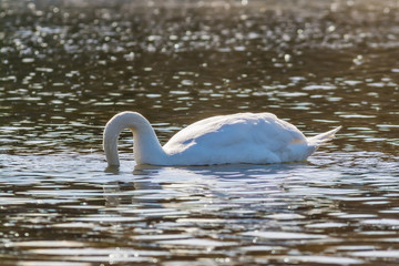 Naklejka premium White Swan Diving
