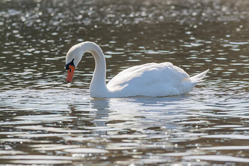 Swan in water 