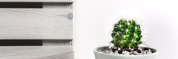 Panoramic view of a desk against a white empty wall with natural wooden boards and a cactus in a ceramic pot
