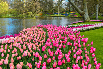 Tulip garden in Keukenhof, The Netherlands