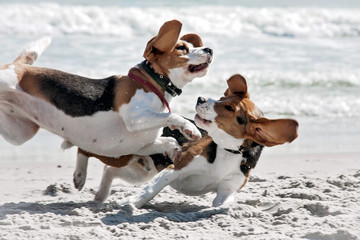 Dog beagle sea