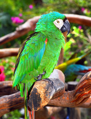 Green Macaw Parrot.