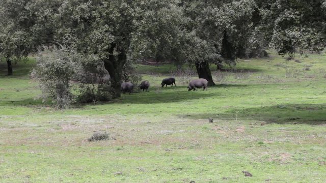 Cerdo ib&eacute;rico