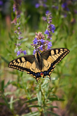 Obraz premium butterfly Machaon