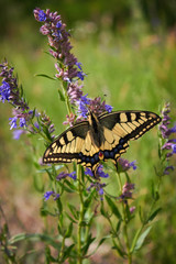 Beautiful butterfly Papilio Machaon sits on a green flower background on a meadow in the wild