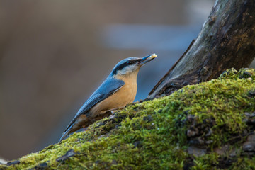 Wildlife photo - eurasian nuthatch  stands on branch in deep forest, Danubian wetland, Slovakia, Europe