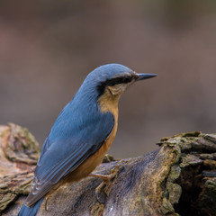 Wildlife photo - eurasian nuthatch  stands on branch in deep forest, Danubian wetland, Slovakia, Europe