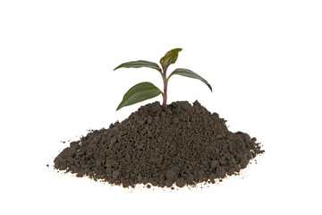 sprout grows from the soil, the concept of profit growth over white background