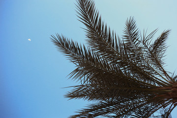 Naklejka premium Moon and palm tree 
