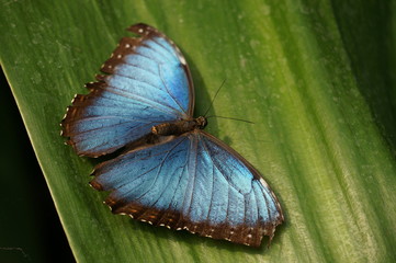 Butterfly on a green leaf - 197240403