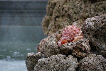 Shell on stone - 197240436