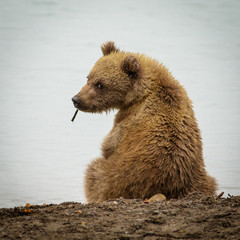 Obraz premium Curious Brown baby-bear in Katmia NP, Alaska