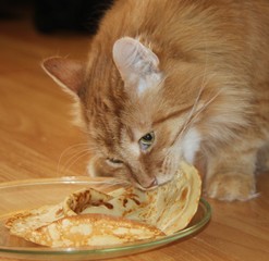 Hungry cat tries pancakes - 197240487