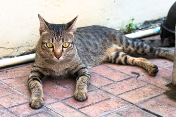Street cat isolate on blackground,front view from the top, technical cost-up.