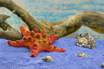 red starfish with a snag on blue sandred 