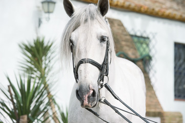 Obraz premium portrait of Andalusian horse in dressage bridle