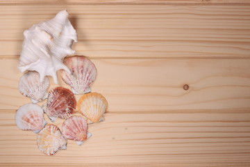 Seashells and starfish on a wooden background - 197242203