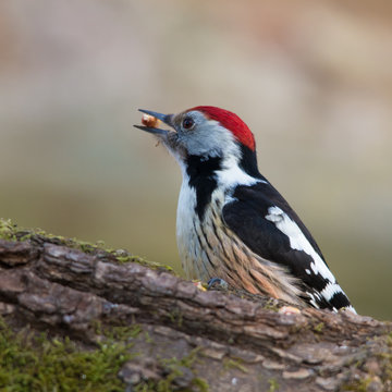 Wildlife photo - middle spotted woodpecker stands on branch in deep forest, Slovakia, Danubian wetland, Europe