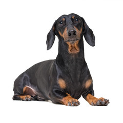 portrait dachshund dog, black and tan,lying down on the floor, isolated on a white background
