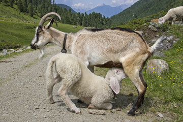 Ziege säugt kleines Lamm