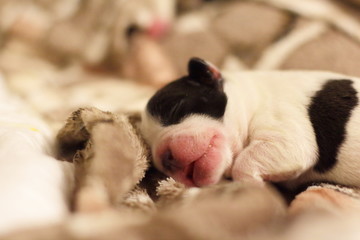 Sleeping black and white french bulldog puppies