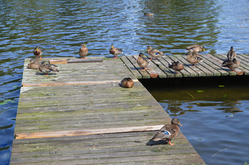 Kaczki na pomoście/Ducks on a gangway