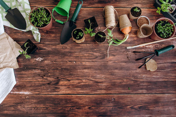 Garden tools with pot and soil seedlings tomato on wooden board in rustic style. Copyspace top view.
