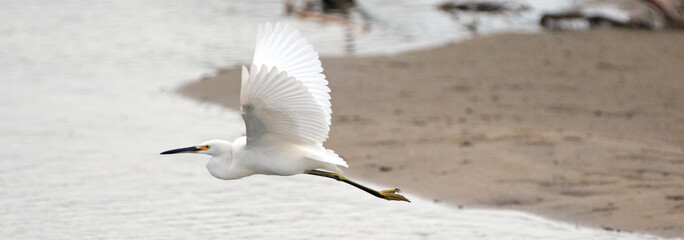 White Egret in flight over San Jose del Cabo nature preserve lagoon in Baja California Mexico BCS