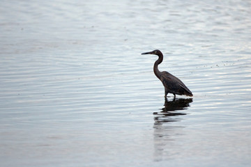 Reddish Egret wading in brackish waters of nature preserve lagoon in San Jose del Cabo in Baja California Mexico BCS