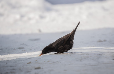 single blackbird on  snow, closeup, mały czarny ptak, żółty dziób, zimowy portret, biały śnieg
