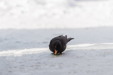 single blackbird on  snow, closeup,  mały czarny ptak, żółty dziób, zimowy portret, biały śnieg © Ewa Cierniak
