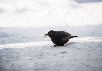 single blackbird on snow, closeup,  mały czarny ptak, żółty dziób, zimowy portret, biały...