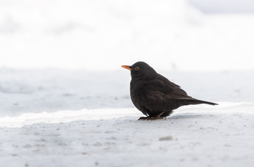 single blackbird on snow, closeup, mały czarny ptak, żółty dziób, zimowy portret, biały śnieg