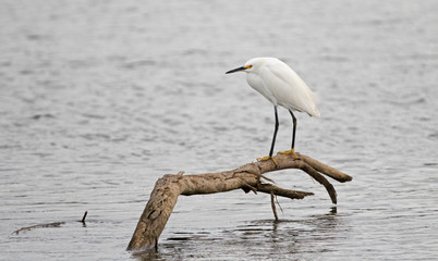 White Egret perched on branch in brackish water in nature preserve marsh in San Jose del Cabo in Baja California Mexico BCS