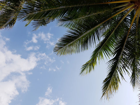 Photo of cloudy sky, palms