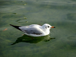 Seagull on the green water lake