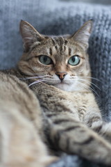 tabby, evil, face, angry, furious, cat, anger, bad, danger, looking, grey, one, feline, furry, aggressive, mad, head, eyes, fur, afraid, emotion, outdoor, portrait, canine, park, fall, dog, autumn, bu