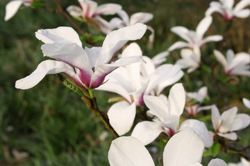 Beautiful Magnolia (Magnolia kobus, Magnoliaceae), Frankfurt/M, Germany