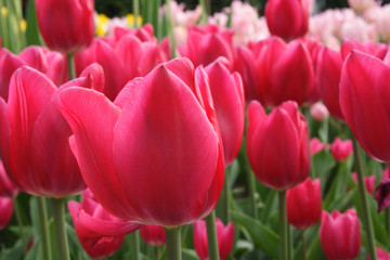 Obraz premium Wonderful Tulips field (Lily family, Liliaceae)