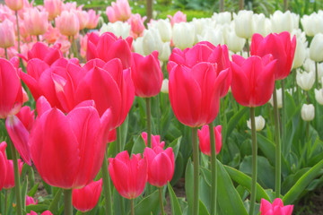 Wonderful Tulips field (Lily family, Liliaceae)