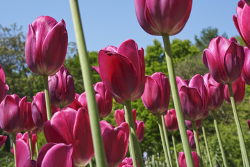 Wonderful Tulips field (Lily family, Liliaceae)