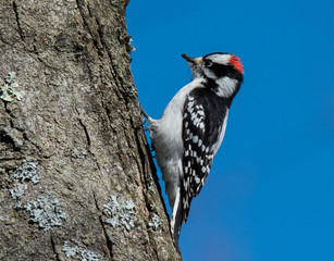 Woodpecker on Tree