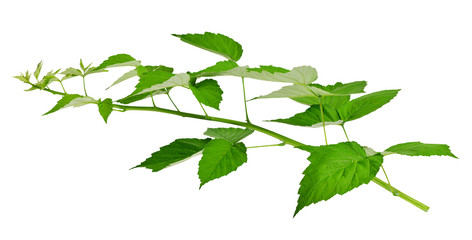 Raspberry / blackberry leaves isolated on white background without shadow. Healing plants.