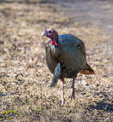 Wild Turkey