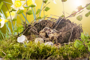 eggs on nature background