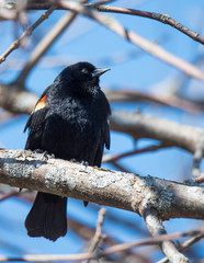 Red-Winged Blackbird