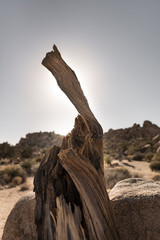 Textured stump in Joshua Tree