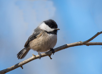 Obraz premium Chickadee on Branch