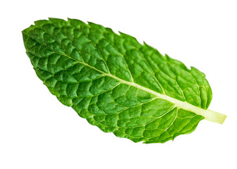 Fresh mint leaf,  lemon balm herb isolated on the white, close up.